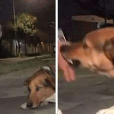 VIDEO: Reportero defendía a un perro al que llaman "asesino" y recibe una mordida en vivo