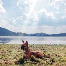 gizmo-mi-mascota.jpg