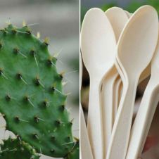 crean-cucharas-con-nopal.jpg