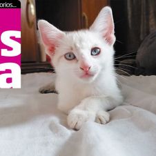 mascota-ddm.jpg