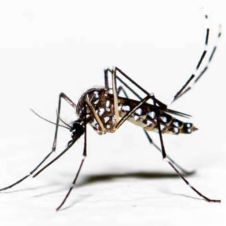 dengue-Morelos-030722.jpg