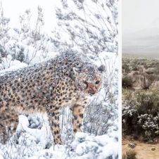 ¡Insólito! Cae nieve en África y también tienen temperaturas de hasta 51 grados
