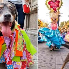Regresó "Mazapán" el perrito que se hizo viral por las fiestas de la Guelaguetza en Oaxaca