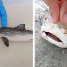 Tiburones dan positivo en pruebas de cocaína en Brasil ¿Cuál es la causa?