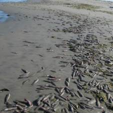 Captura de pantalla 2019-07-09 a las 11.55.52 a.m..png