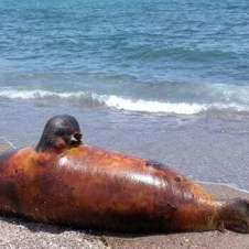 Captura de pantalla 2019-07-15 a las 2.20.55 p.m..png