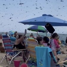 Señales de la "Apocalipsis": Aparece en una playa de Rhode Island un enjambre de libélulas aterrando a todos (Video)