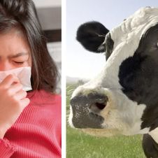 Virus que se aloja en vacas amenaza con nueva pandemia al saltar a humanos