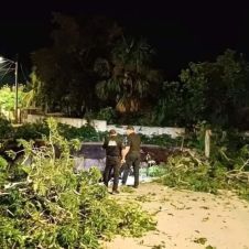 Desplome de bóveda en cenote de Xocén en Yucatán causa socavón de 25 metros y "traga" un árbol 