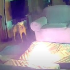 VIDEO: Provoca incendio un perrito que jugaba con el cable de una batería de litio portátil