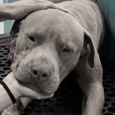 Prisión preventiva para el agresor de “Jefazo” el perrito que murió por un ataque a machetazos