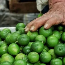Limoneros de Michoacán 