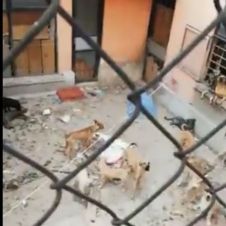perros-maltatados.jpg