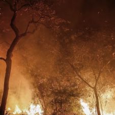 Incendio en el mayor humedal del mundo provoca la muerte de animales poco comunes en el mundo 