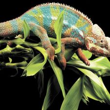 Camaleon+mascota.jpg