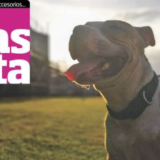 mi-mascota.jpg