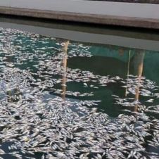 Ya van 12 toneladas de peces muertos en Tampico.jpg