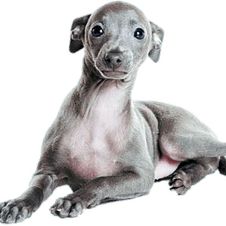 MiMascota-Xolo-cachorro-280919.jpg