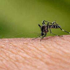 dengue-Morelos-021022.jpg