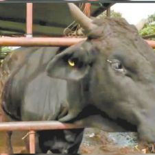 Lanza-Temixco-llamado.jpg