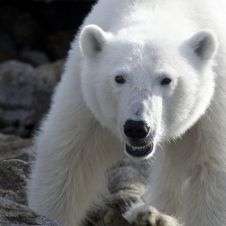 so polar .jpg