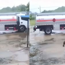 perrito.jpg