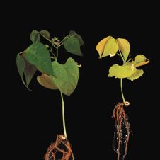 planta.jpg