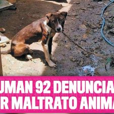 Suman 92 denuncias por maltrato animal 