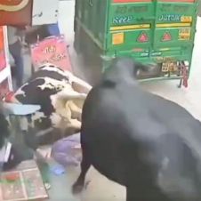 vacas.jpg