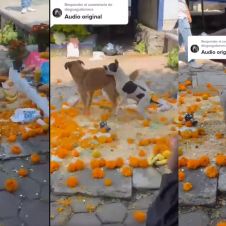 perritos destrozan ofrenda jiutepec.jpg