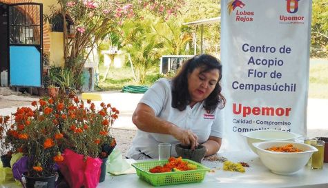 acopio-flores-cempasuchitl.jpg
