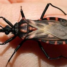 mal de chagas.jpg