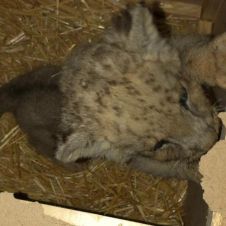 Cachorro de león es rescatado por elemento de la Guardia Nacional.jpg