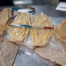 162 piezas de buche de Totoaba fueron asegurados por elementos de la Guardia Nacional.jpg