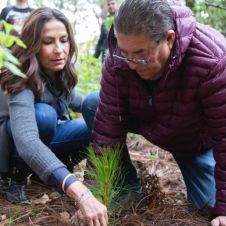 reforestacion mercado.jpg