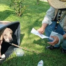 perrita cornelia temixco ok.jpg