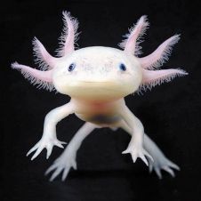 axolote-181219.jpg