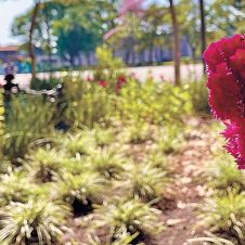Cuernavaca : Reverdecen jardineras del zócalo capitalino