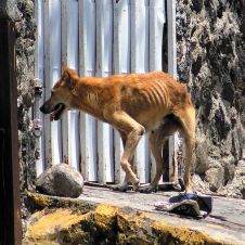 Perros-Canes-Morelos-abandono-181222.jpg