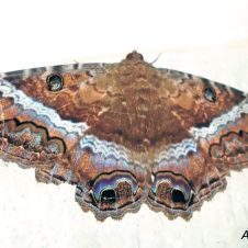 mariposa-negra-181222.jpg