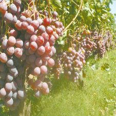 uvas.jpg