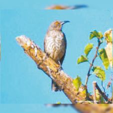 aves.jpg
