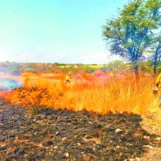 zacatuches xoxocotla.jpg