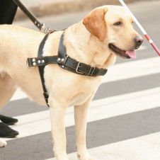 perros-servicio.jpg