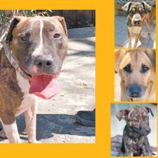 adopta.jpg