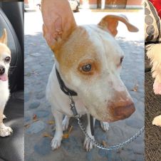 mascotas.jpg