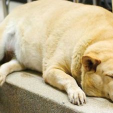 perro-obeso.jpg