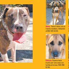 adopta-2.jpg