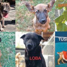 adopciones.jpg