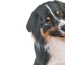 Evita pasear a tu mascota bajo los rayos de sol